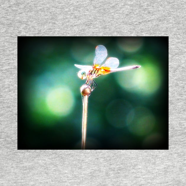 dragonfly by wildmagnolia